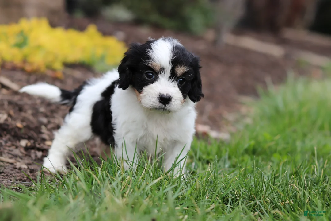 Cavachon dogs for sale: Taylor - Ad 2