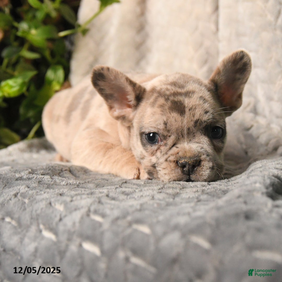 French Bulldog dogs for sale: Musketeers - Ad 5