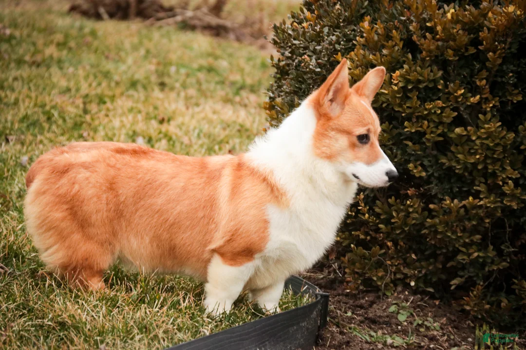 Welsh Corgi Pembroke dogs for sale: Steele - Ad 2
