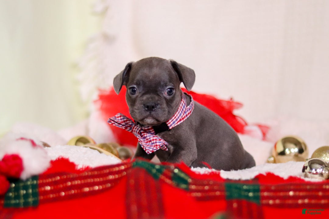 Mixed Breed dogs for sale: Bert - Ad 4