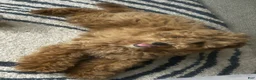 Mixed Breed dogs for sale: Mixed Breed Puppy 1 - Ad 3