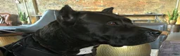 Presa Canario dogs for sale: Mr Neon  - Ad 95