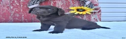 Labrador Retriever dogs for sale: Boomer - Ad 3