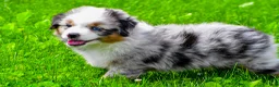 Miniature Australian Shepherd dogs for sale: Elon - Ad 4