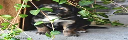 Mixed Breed dogs for sale: Troy - Ad 4