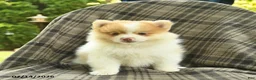Pomeranian dogs for sale: Sailor  - Ad 3