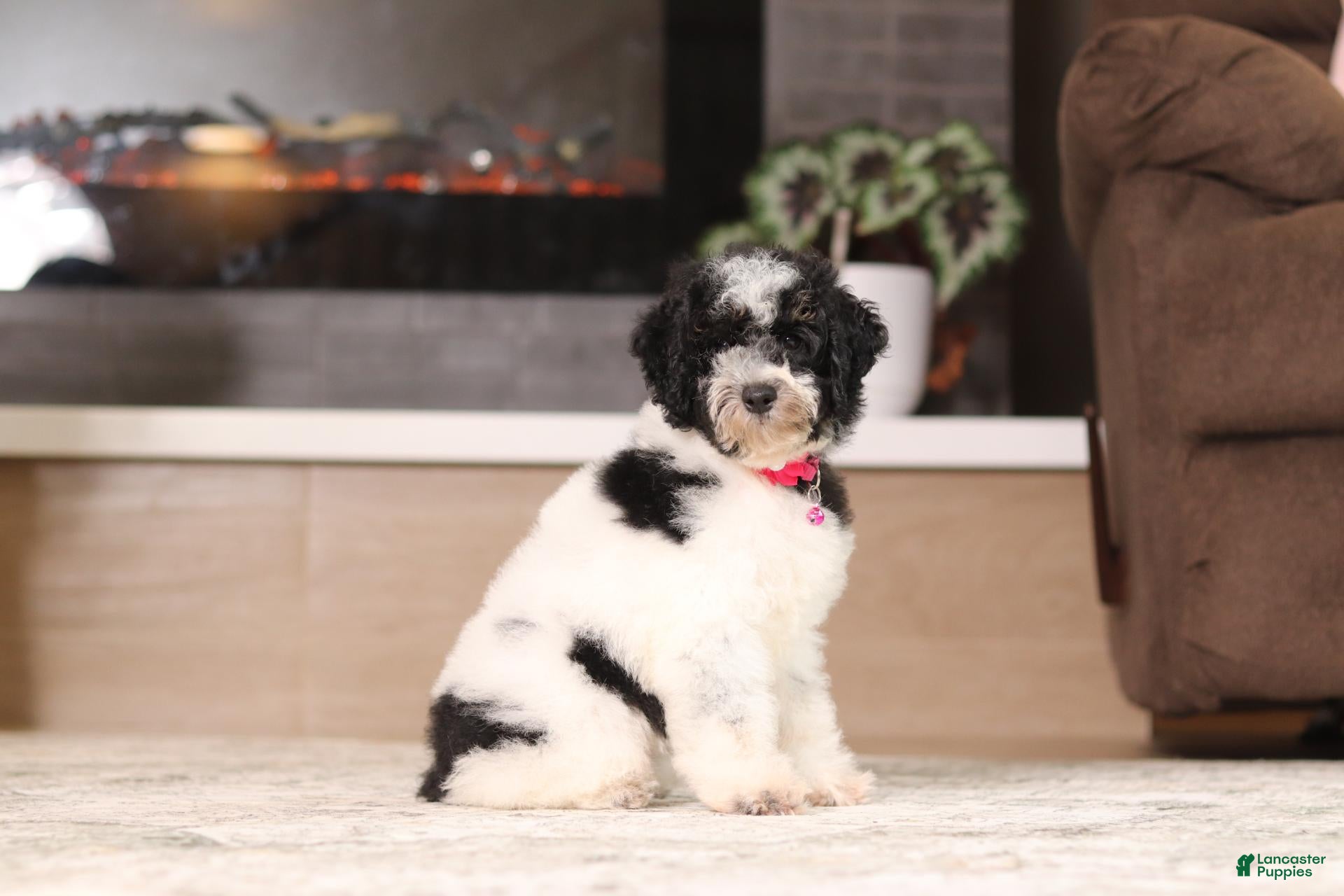 Miniature Poodle dogs Millie (AKC) - Ad 1