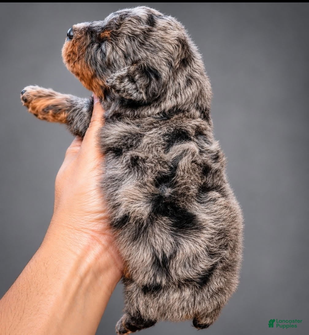 Toy Poodle dogs for sale: 100% Genetically Cleared AKC Toy Poodle Female - Ad 3