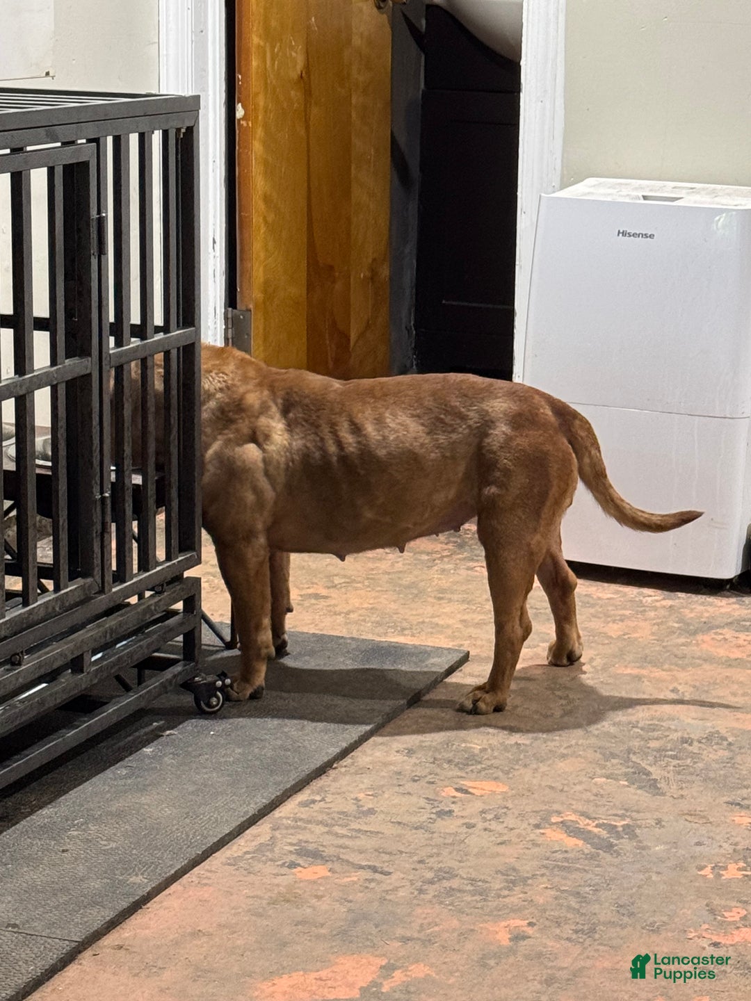 American Bully dogs for sale: American Bully  - Ad 5