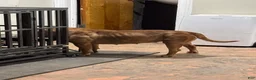 American Bully dogs for sale: American Bully  - Ad 5
