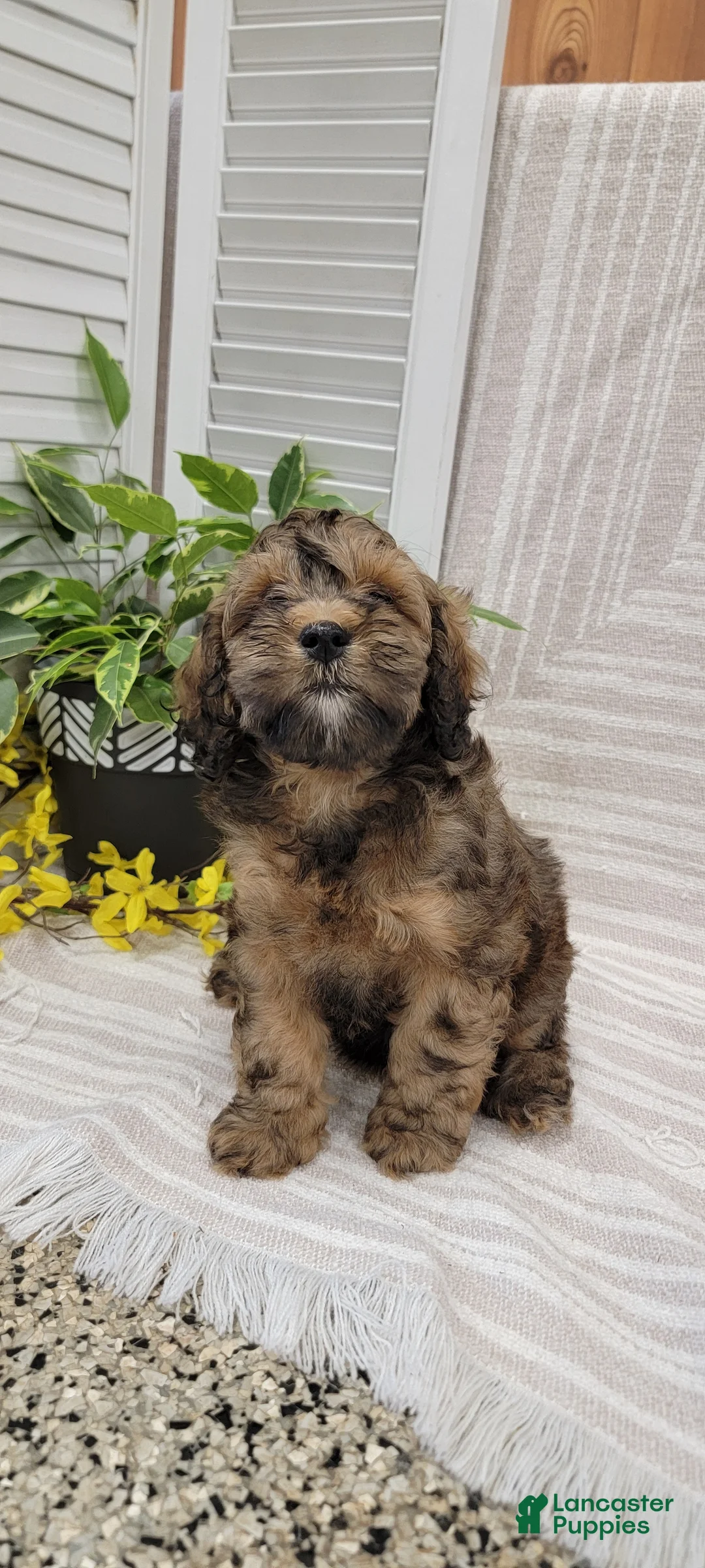 Cockapoo dogs for sale: Mindy - Ad 2