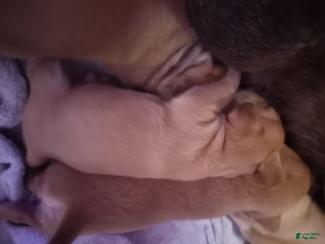 Chiweenie dogs for sale: Chiweenie 2 - Ad 1