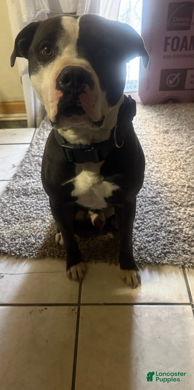 Big daddy 