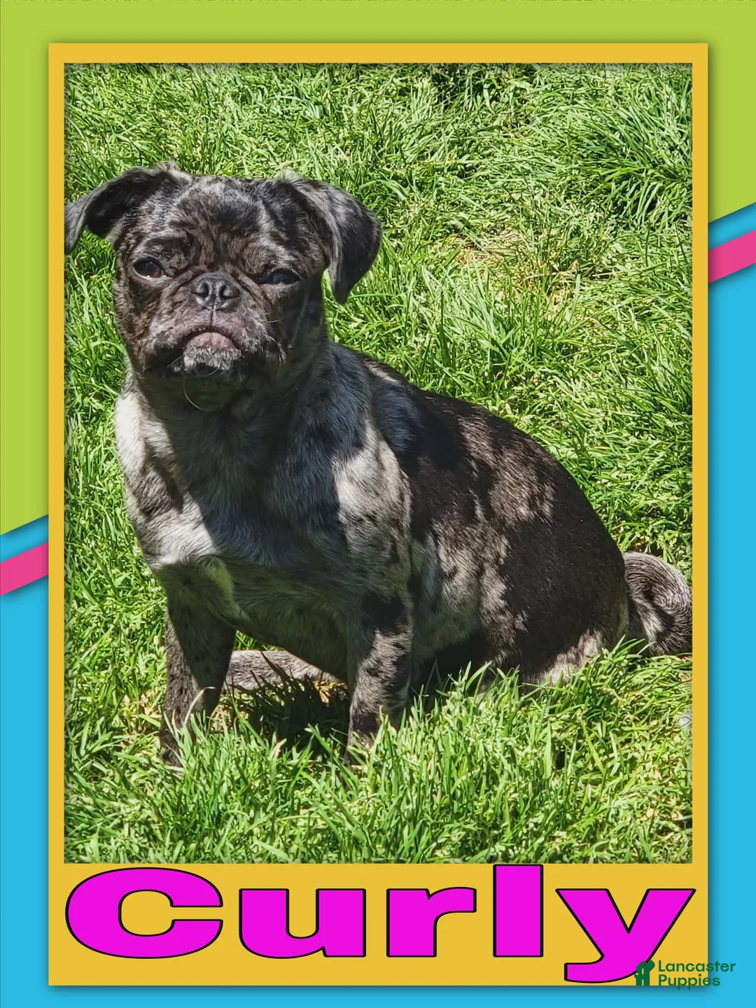 Pug dogs for sale: Pug Puppy Boy Orange - Ad 2