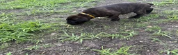 Cane Corso dogs for sale: Cane Corso Puppy 3 - Ad 1