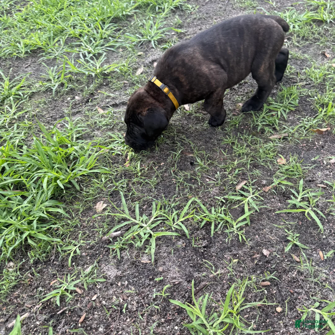 Cane Corso dogs for sale: Cane Corso Puppy 3 - Ad 1