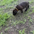 Cane Corso Puppy 3