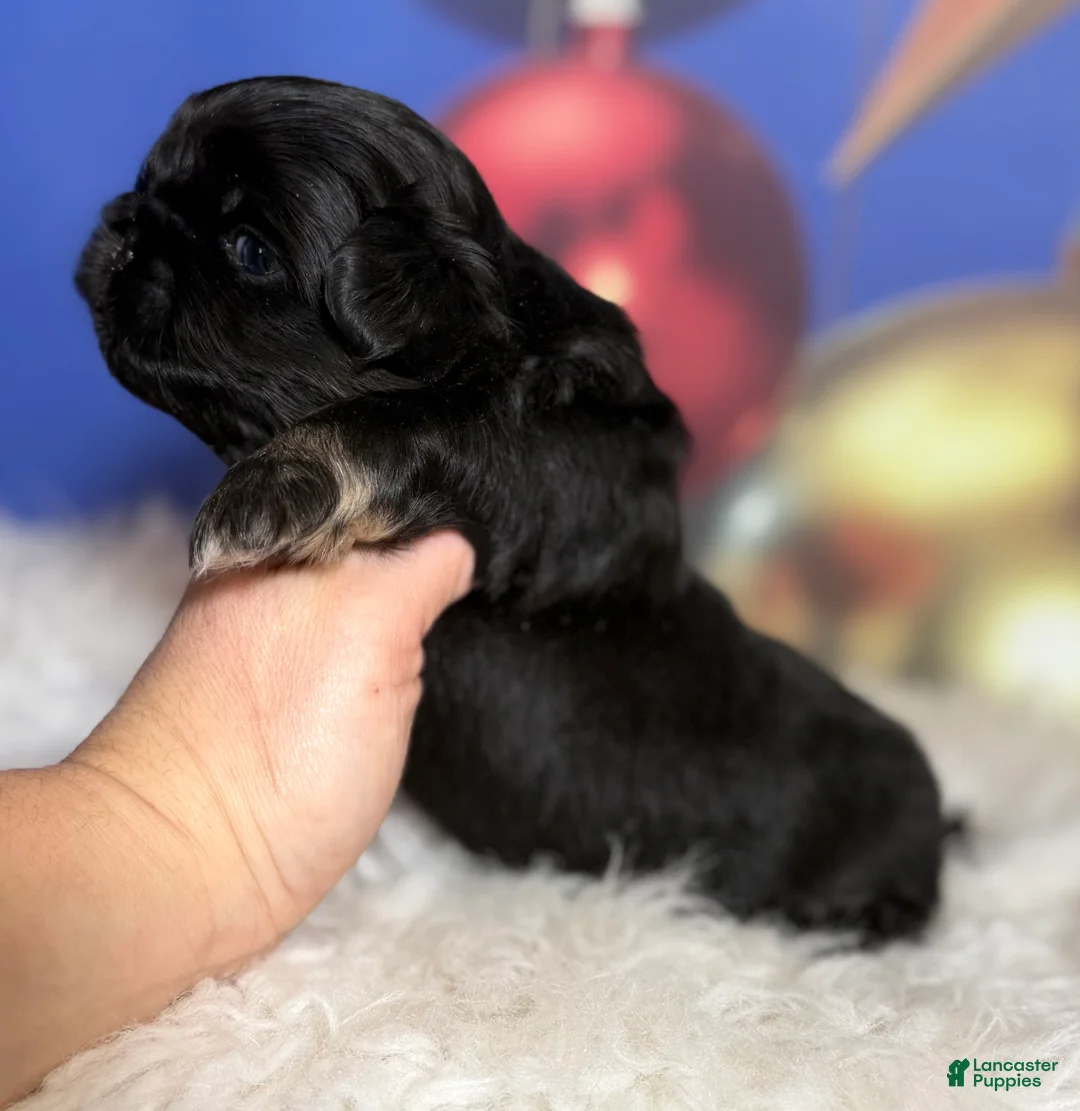 Pekingese dogs for sale: ACA Dobby BLACK and tan - Ad 3