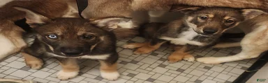 Saphira female(sold) 2 female puppies(Iris&Tip)still available