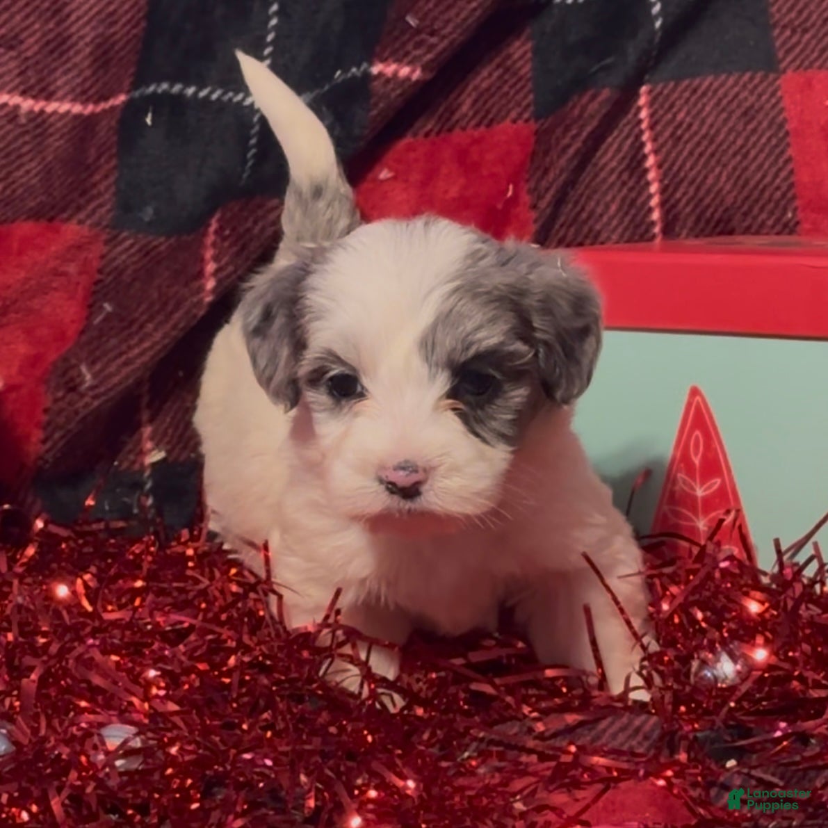 Mini Goldendoodle dogs Joyce  - Ad 28