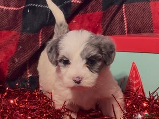 Mini Goldendoodle dogs Joyce - Ad 28