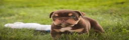 English Bulldog dogs for sale: Stella English Bulldog  - Ad 8