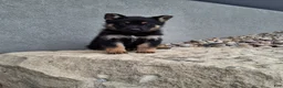 German Shepherd dogs for sale: Skye - Ad 9