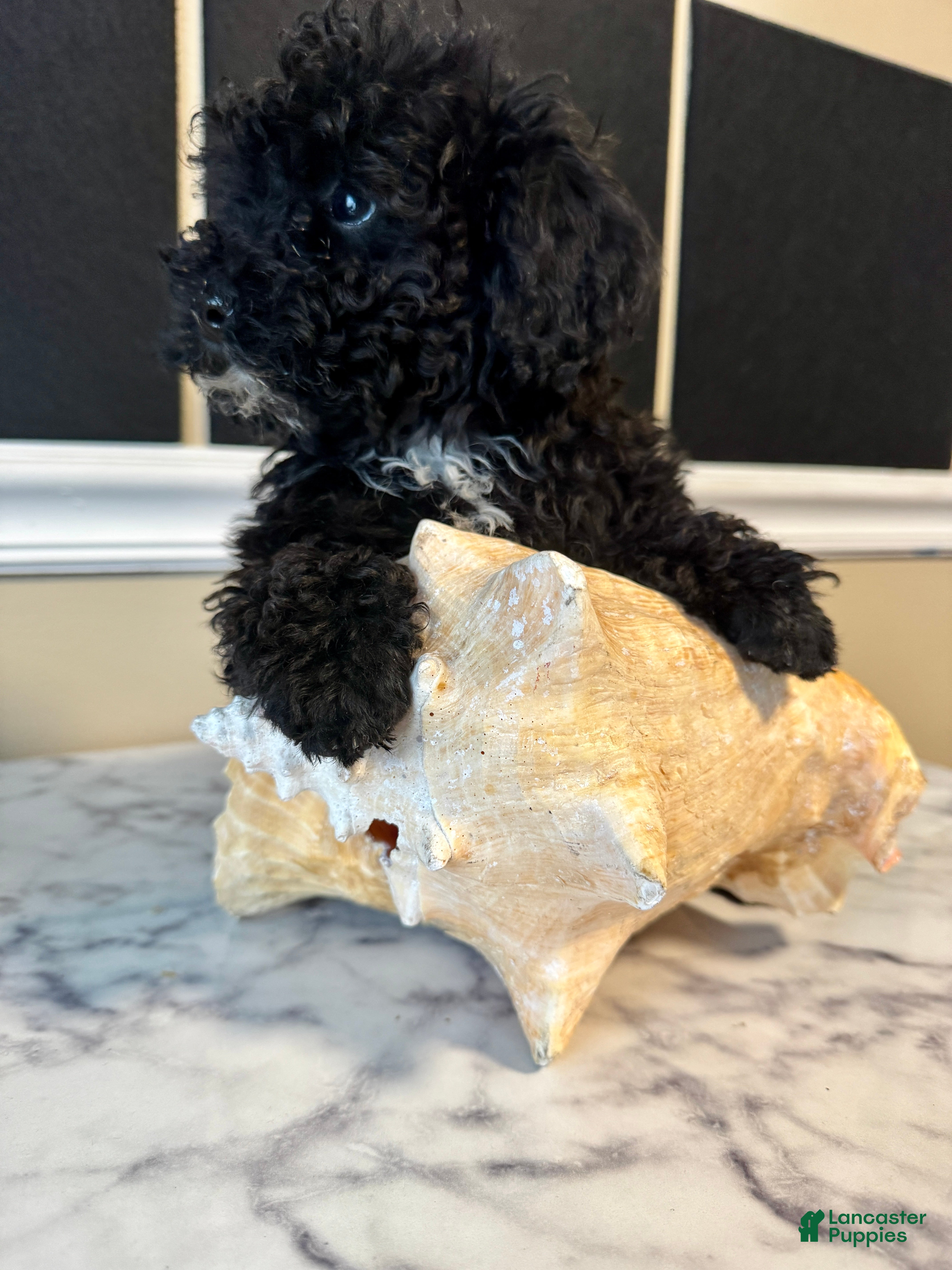 Toy Poodle dogs Jet - Ad 2