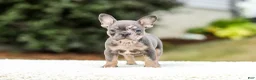 French Bulldog dogs for sale: Miles – Blue & Tan Merle - Ad 7
