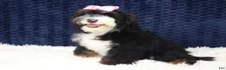 Mini Bernedoodle dogs for sale: Alexa - Ad 3