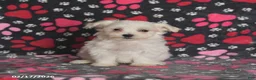 Maltese dogs for sale: Franklin - Ad 3