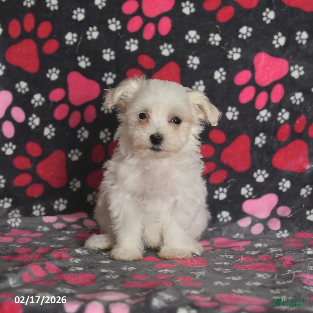 Maltese dogs for sale: Franklin - Ad 3