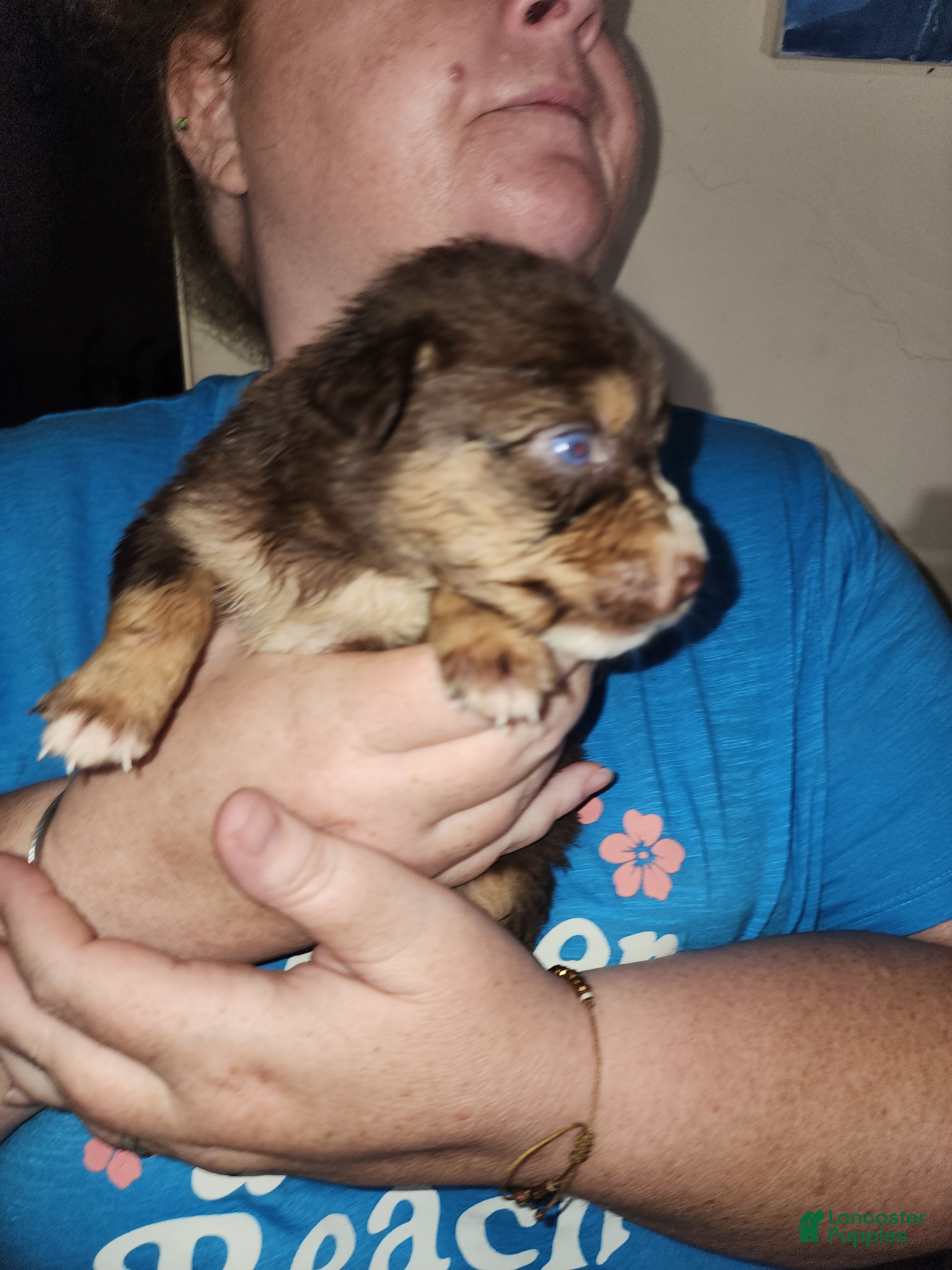 Australian Shepherd dogs Australian Shepherd Red Tri Female 1 - Ad 2