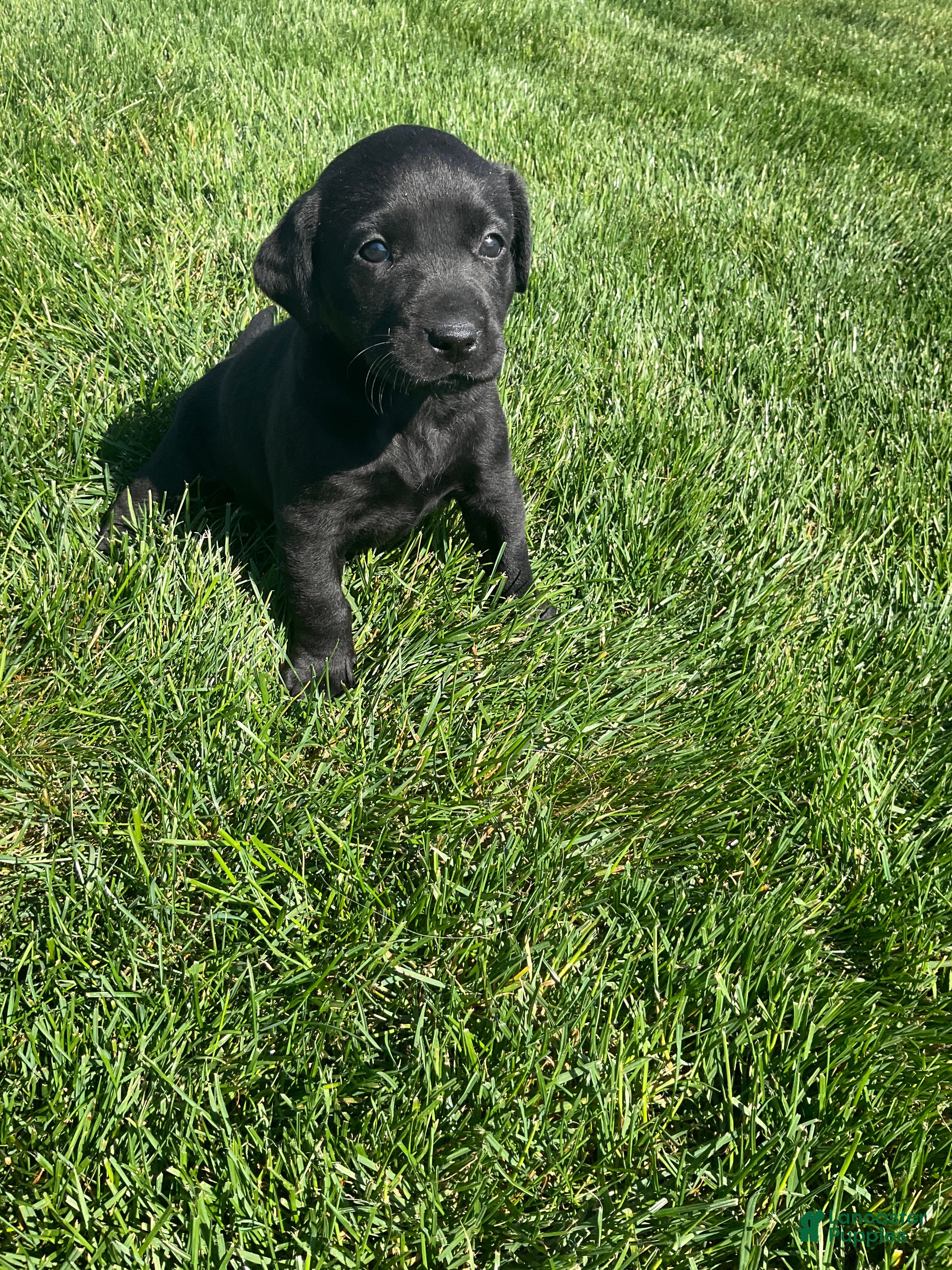 Labrador Retriever dogs Roxy - Ad 1