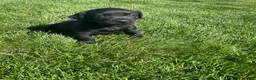 Labrador Retriever dogs for sale: Roxy - Ad 1