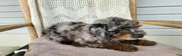 Mini Bernedoodle dogs for sale: Leasha - Ad 13