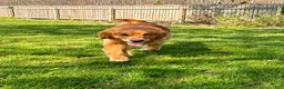 Golden Retriever dogs for sale: Starburst (White Collar) - Ad 6
