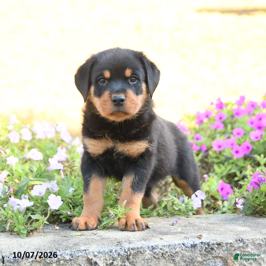 Doberman Pinscher dogs Brody - Ad 1