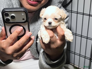 Maltipoo dogs - Ad 26