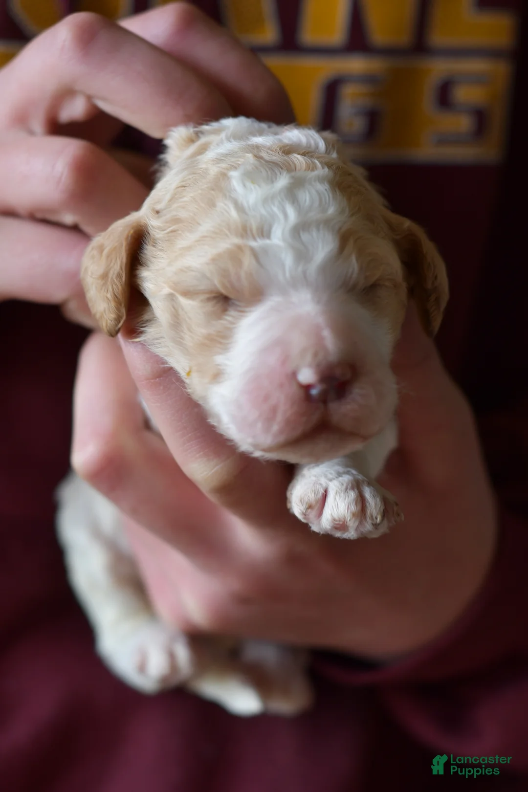 Standard Poodle dogs for sale: Standard Poodle Puppy 2 - Ad 1
