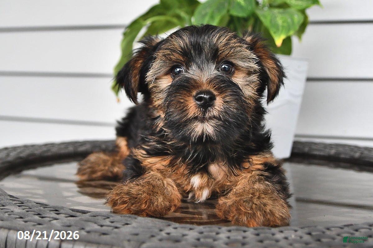Yorkshire Terrier dogs Casey - Ad 2