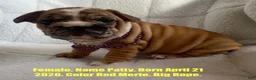 French Bulldog dogs for sale: Patty - Ad 1