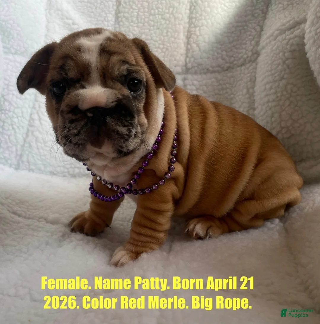 French Bulldog dogs for sale: Patty - Ad 1