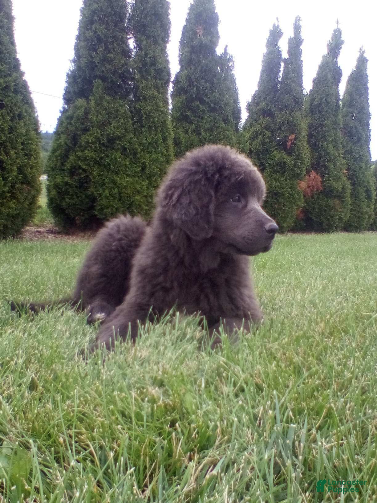 Newfoundland dogs Jasmine - Ad 1