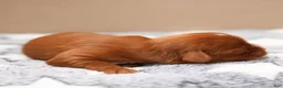 Cavalier King Charles Spaniel dogs for sale: Finn Cavalier King Charles Spaniel  - Ad 3