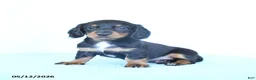 Miniature Dachshund dogs for sale: Sadie - Ad 3