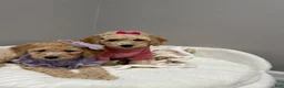 Miniature Poodle dogs for sale: Miniature Poodle Buttercup - Ad 5