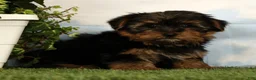 Yorkshire Terrier dogs for sale: Lily - Ad 5