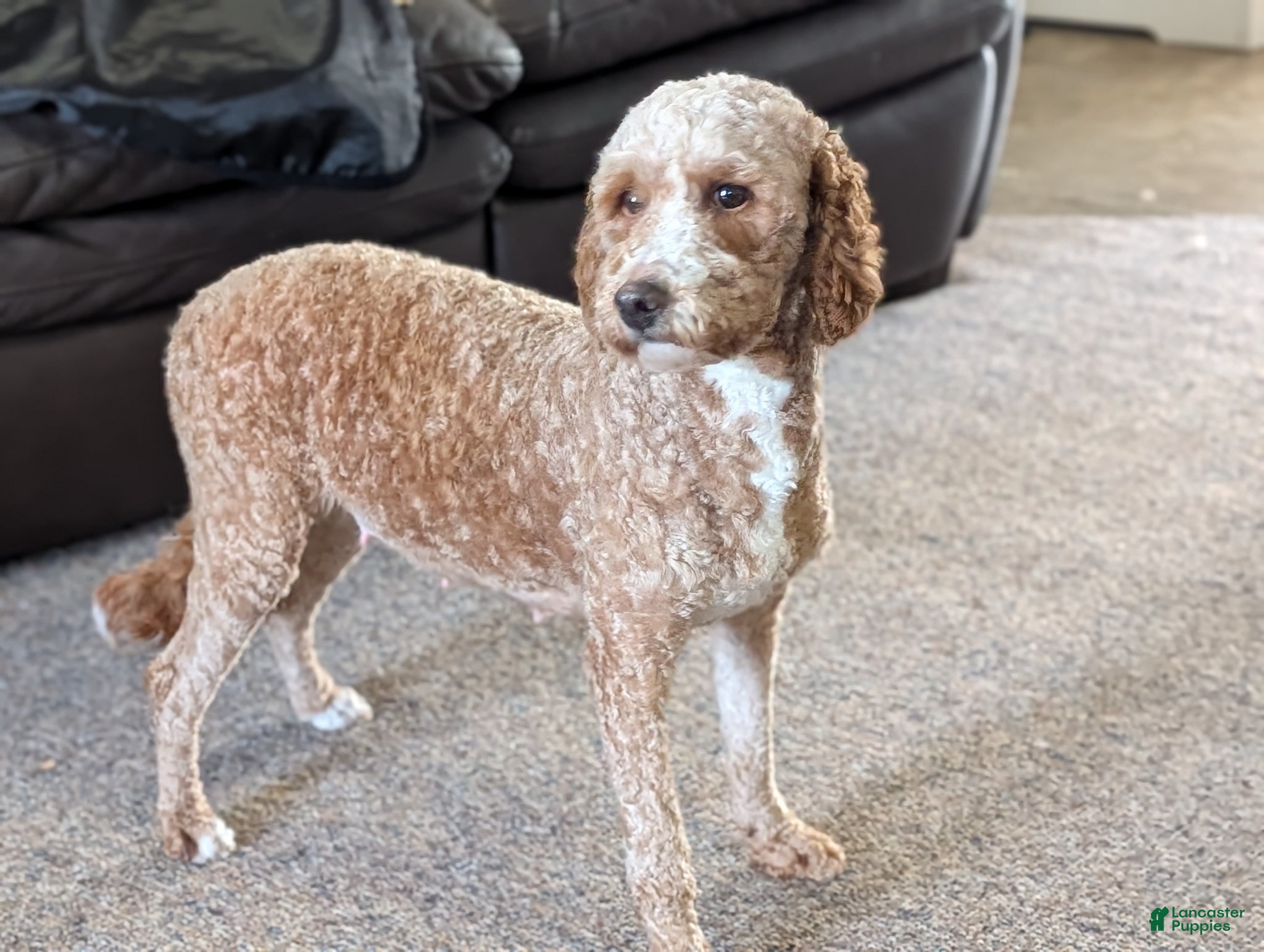 Mini Goldendoodle dogs for sale: Honey - Ad 4