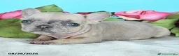 French Bulldog dogs for sale: Teddy - Ad 3
